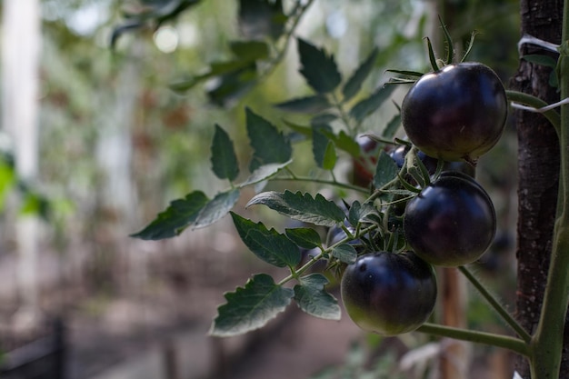 Variété noire de tomates dans le jardin