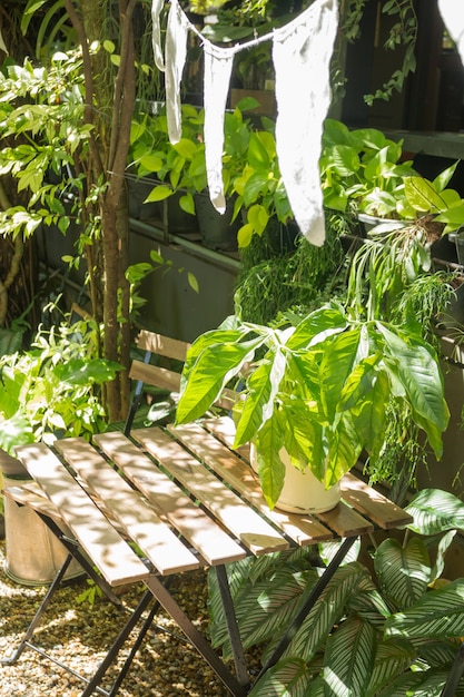 Variété de plante verte dans le jardin