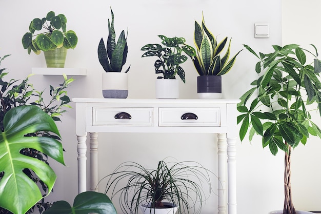 Une variété de plantes d'intérieur dans le concept de jardin intérieur de la chambre