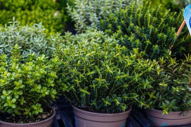 Une variété de plantes en pot