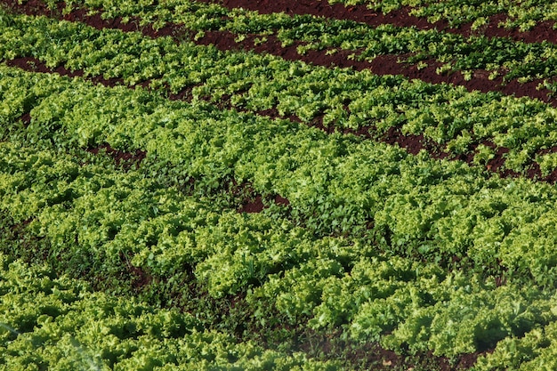 Variété de plantes potagères en croissance au potager