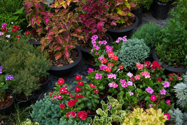 Une variété de plantes en pots avec le mot "jardin" sur le fond.