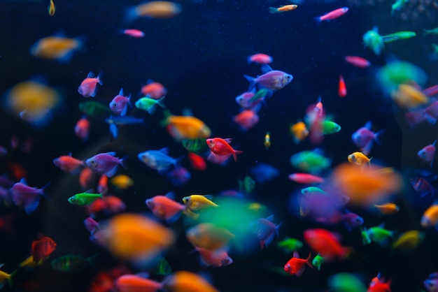 Photo variété de poissons colorés en gros plan d'aquarium, animalerie