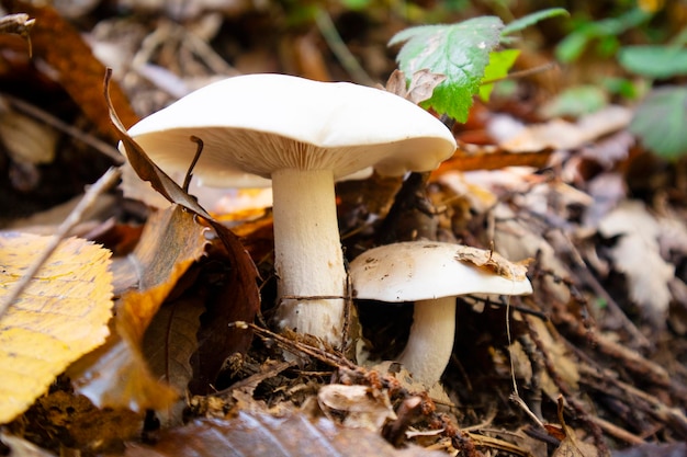 Variétés de champignons de sous-bois