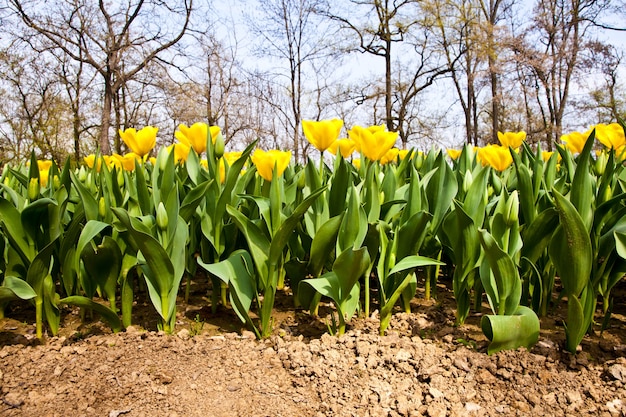 Variétés dorées de tulipes - saison de printemps (avril)