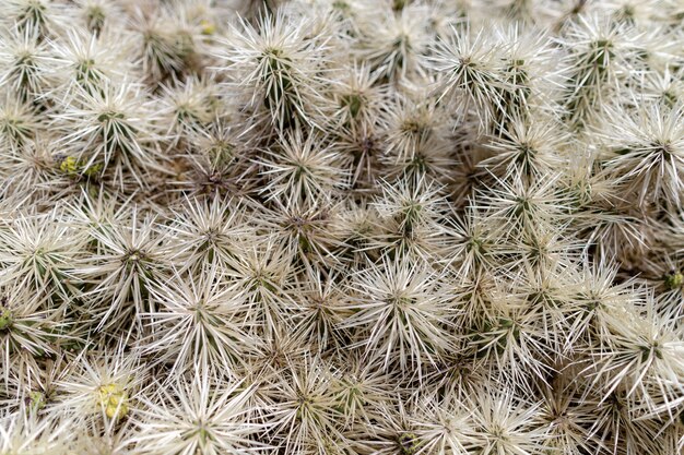 Variétés de plantes de cactus colorés poussant sur un sol de sable de lave volcanique dans un jardin de cactus près de Quatiza, Lanzarote, îles Canaries, Espagne.