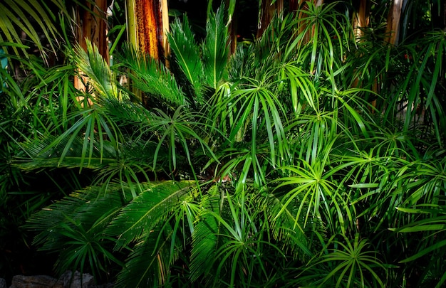 Variétés de plantes tropicales libre image d'arrière-plan
