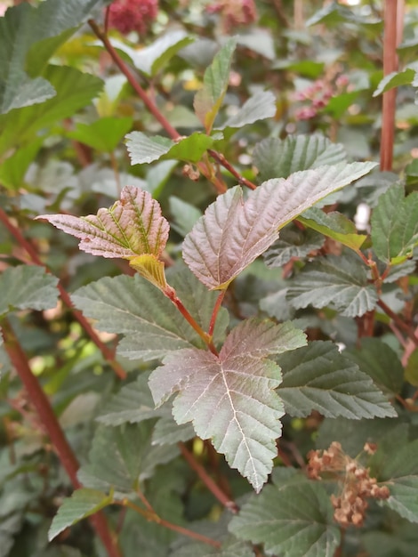 variétés de printemps de plantes en gros plan