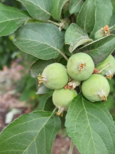 variétés de printemps de plantes en gros plan