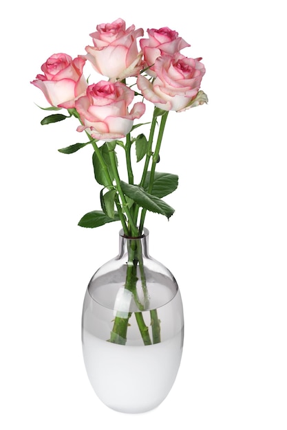 Vase avec de belles roses roses isolées sur blanc