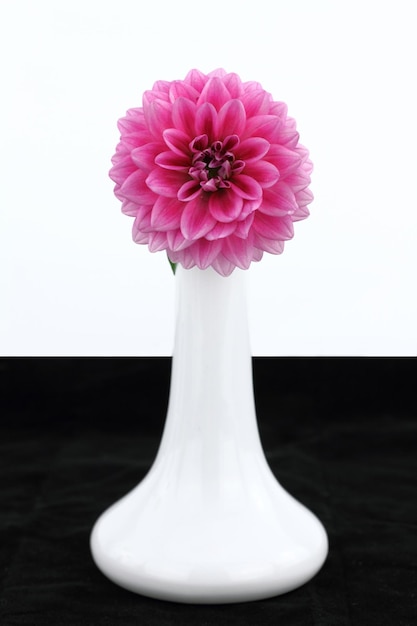 Vase blanc avec fleur de dahlia