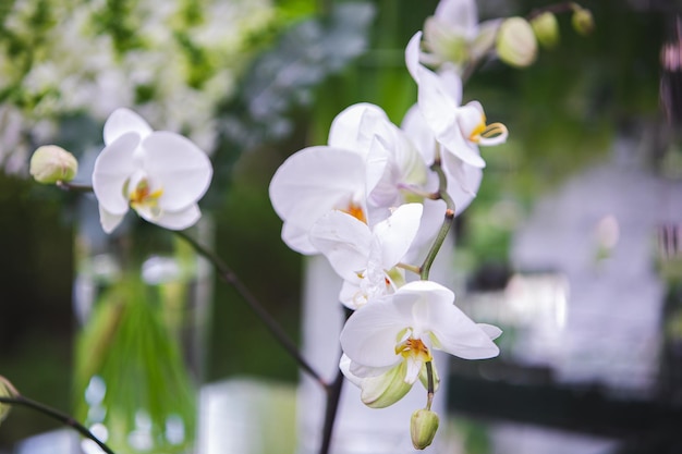 Vase blanc avec des fleurs dans un restaurant servi à table Panier avec des fleurs fleuristerie de mariage kibana