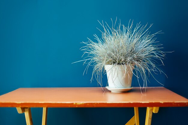 Vase de blé séché table en bois ray-grass raaigras herbe pot de fleurs orange bleu mur blanc gris wan design concept intérieur flétri