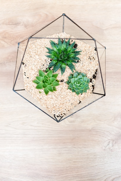 Vase florarium en verre avec plantes succulentes et petits cactus sur bois