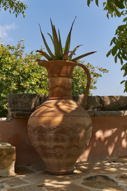 Vase grec ancien avec succulentes