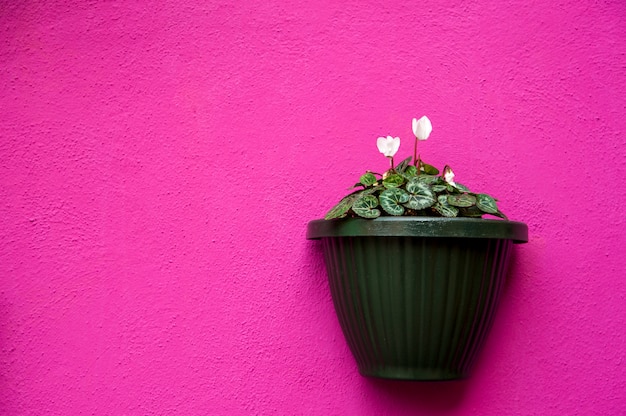 Vase sur un mur violet