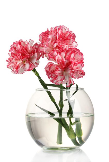 Vase transparent de beaux oeillets isolé sur blanc