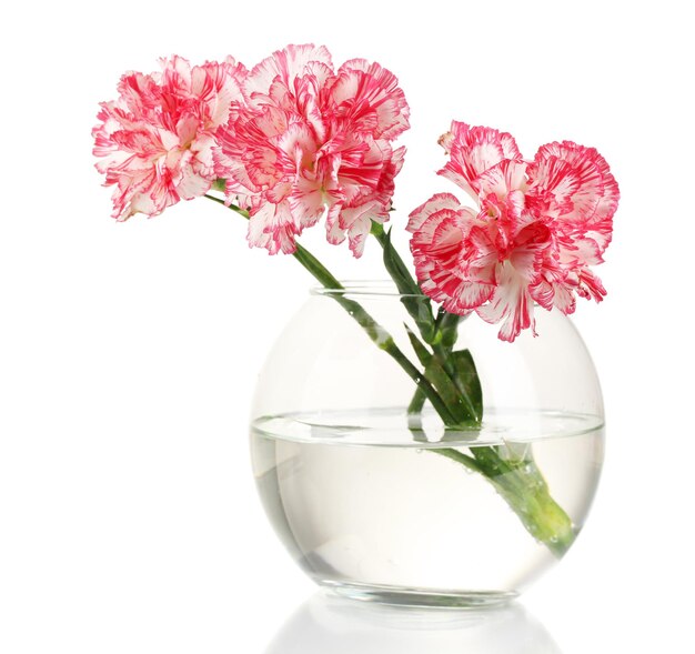 Vase transparent de beaux oeillets isolé sur blanc