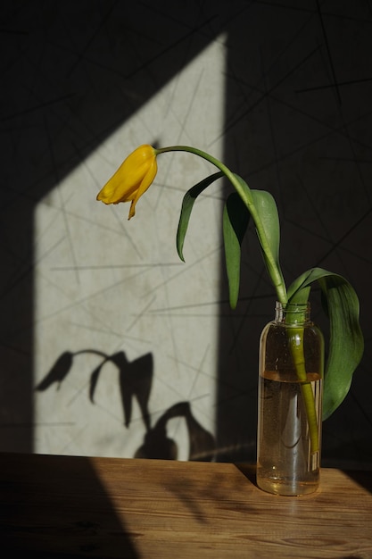Vase en verre avec fleur de tulipe jaune jetant une ombre sur le mur