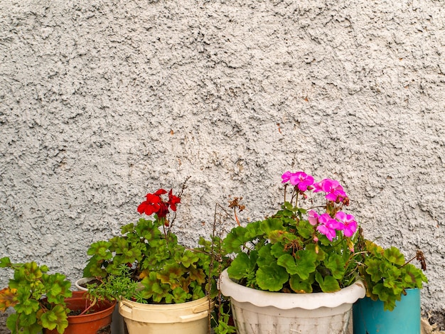 Vases de fleurs roses dans des pots en plastique sur un fond de mur