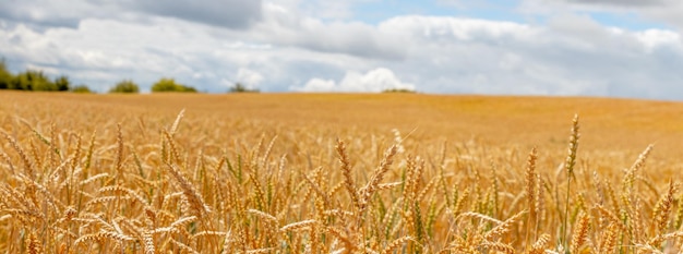 Un vaste champ de blé avec des épis de maïs au premier plan des arbres et du ciel au loin