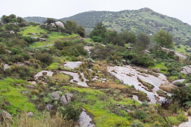 Vaste paysage verdoyant arbres montagnes nuageux pleuvoir