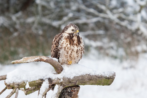 Photo un vautour assis dans une clairière de forêt dans la neige profonde