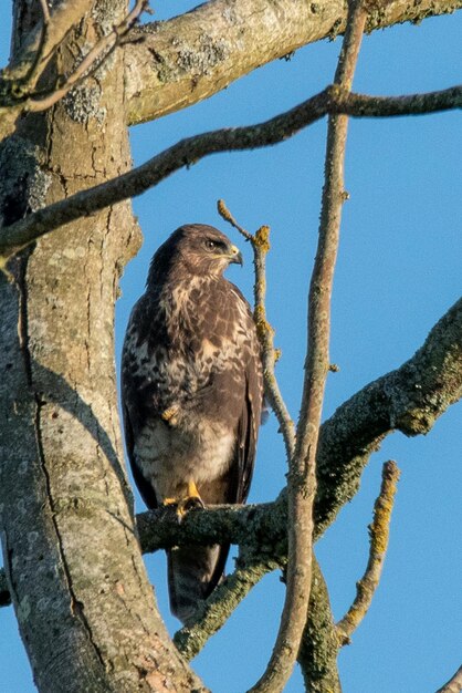 un vautour dans un arbre à la recherche de nourriture au soleil