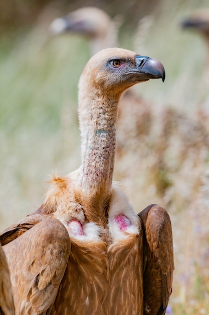 Vautour dans la nature