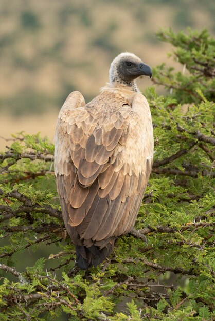 Photo un vautour à dos blanc africain dans un buisson d'épines regardant à droite