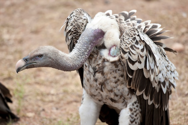 Vautour à dos blanc