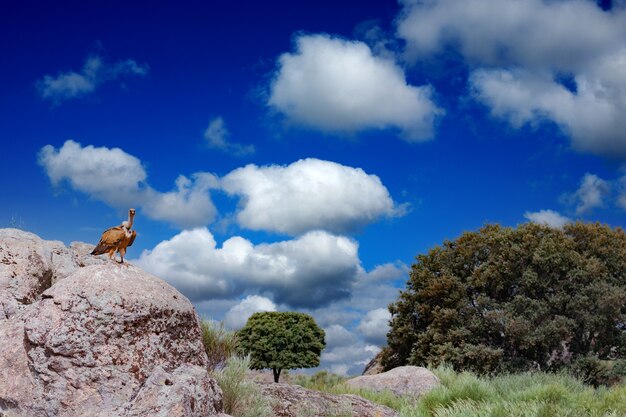 Vautour étonnant brun sur une grosse pierre avec un ciel bleu