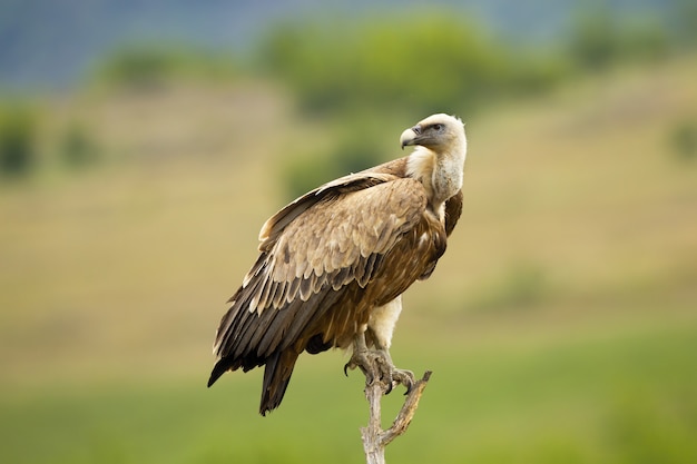 Vautour fauve assis et regardant derrière