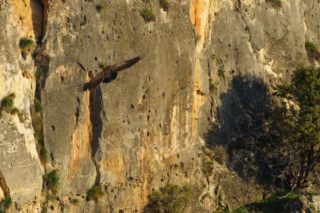 Vautour fauve atterrissant sur un rocher de granit au soleil du matin
