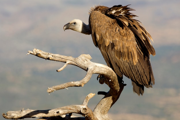 Vautour fauve à l'état sauvage