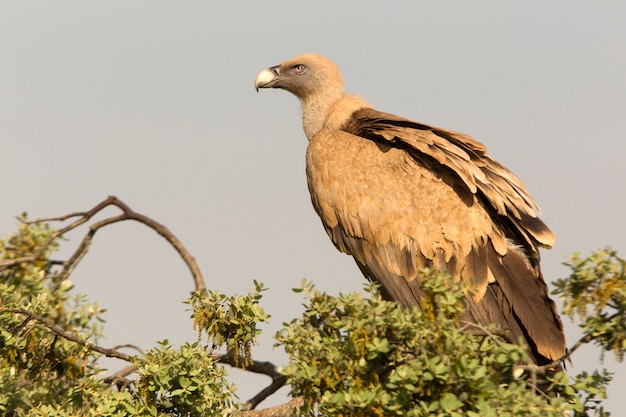 Vautour fauve à l'état sauvage