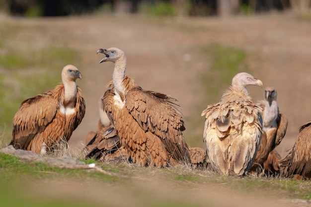 Vautour fauve ou eurasian griffon (Gyps fulvus) Malaga, Espagne