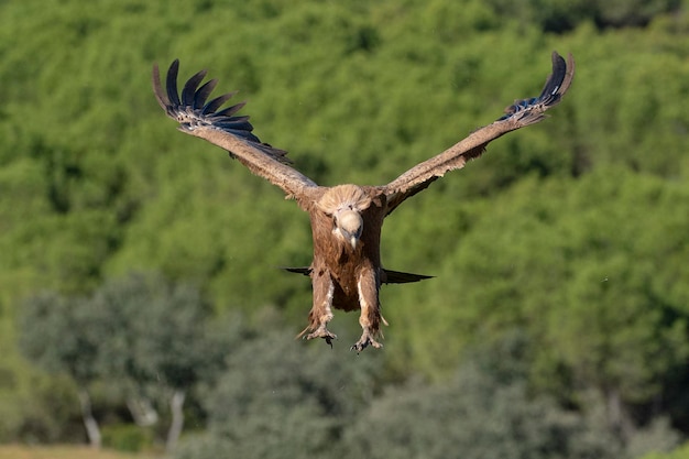 Vautour fauve ou eurasian griffon (Gyps fulvus) Malaga, Espagne