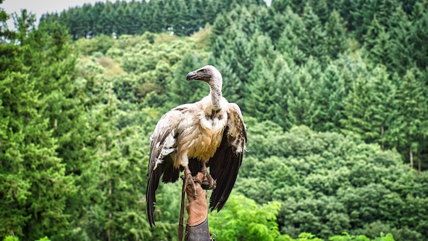 Vautour fauve sur falconer39s gant prêt à voler en gros plan grand oiseau colossal