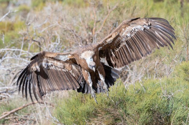 Vautour fauve Gyps fulvus Avila Espagne