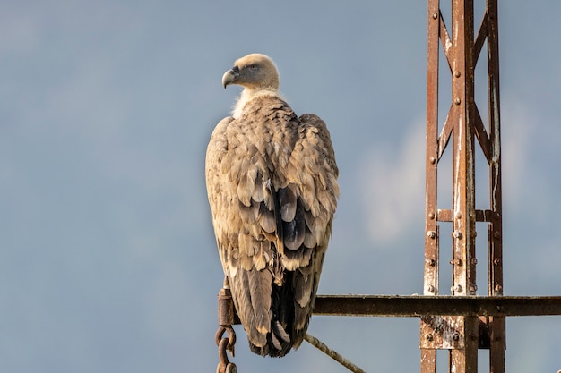 Vautour fauve (Gyps fulvus) perché sur un poteau