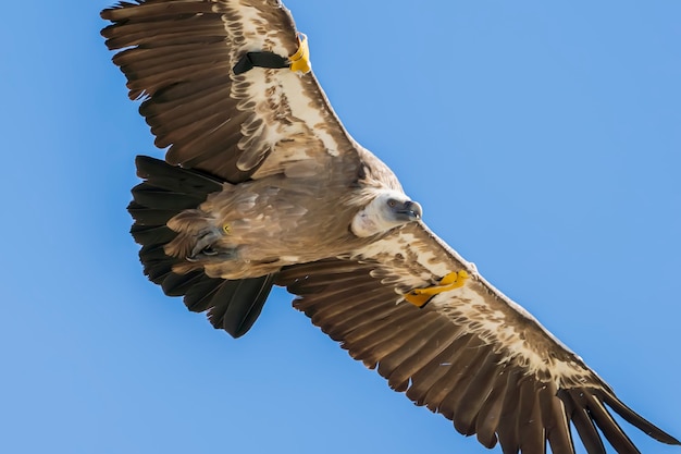 Vautour fauve (gyps fulvus) en vol, Alcoy, Communauté Valencienne, Espagne.