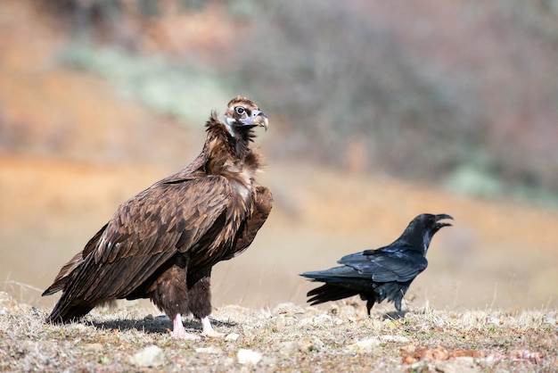 Vautour moine (Aegypius monachus) et le corbeau (Corvus corax) à l'état sauvage.