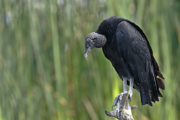 Vautour noir