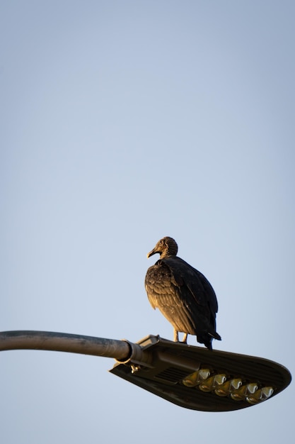 Photo un vautour perché sur un phare de rue