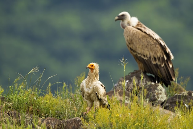 Vautour percnoptère et vautour fauve assis dans les montagnes des rhodopes