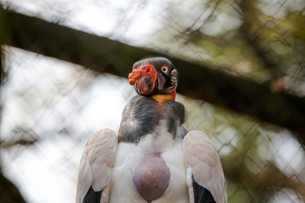 vautour royal dans l'arbre rouge et beau