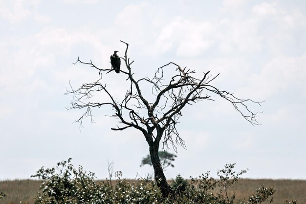 Photo le vautour à visage de lapin torgos tracheliotos ndutu zone de conservation du serengeti tanzanie afrique de l'est afrique