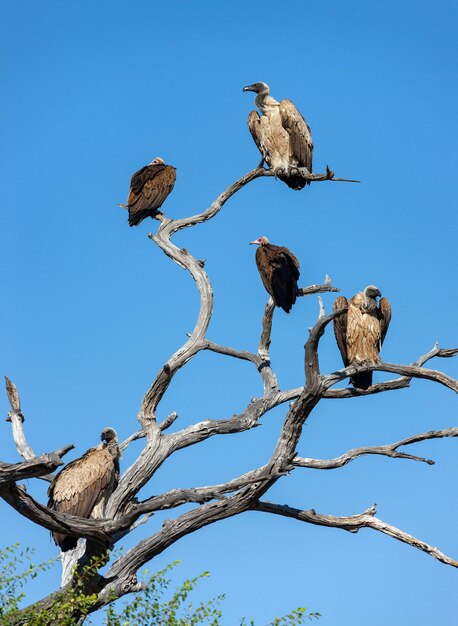 Vautours dans un arbre mort Botswana