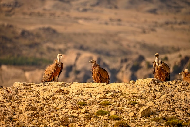 Vautours fauves ou Gyps fulvus perchés sur la montagne